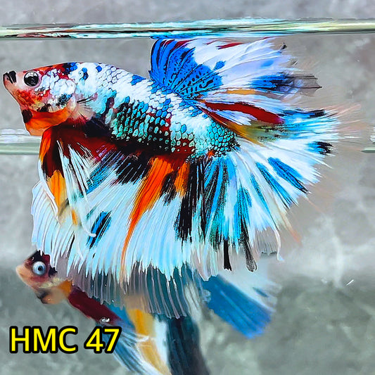 Multicolor Halfmoon Male Betta Fish | High Grade | Order Directly From Farm|  You Pick Fish |