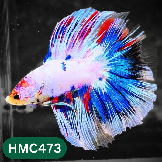 Multicolor Halfmoon Male Betta Fish | High Grade | Order Directly From Farm |  You Pick Fish |
