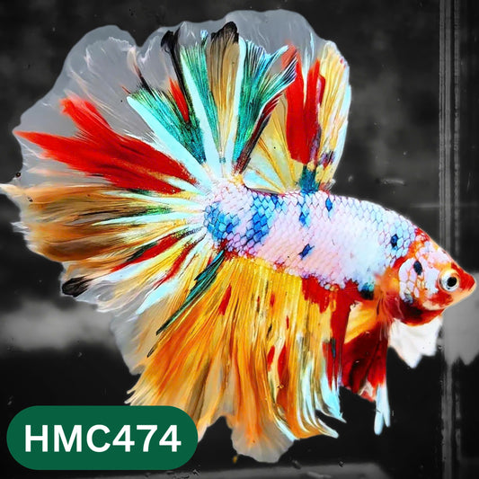 Multicolor Halfmoon Male Betta Fish | High Grade | Order Directly From Farm |  You Pick Fish |