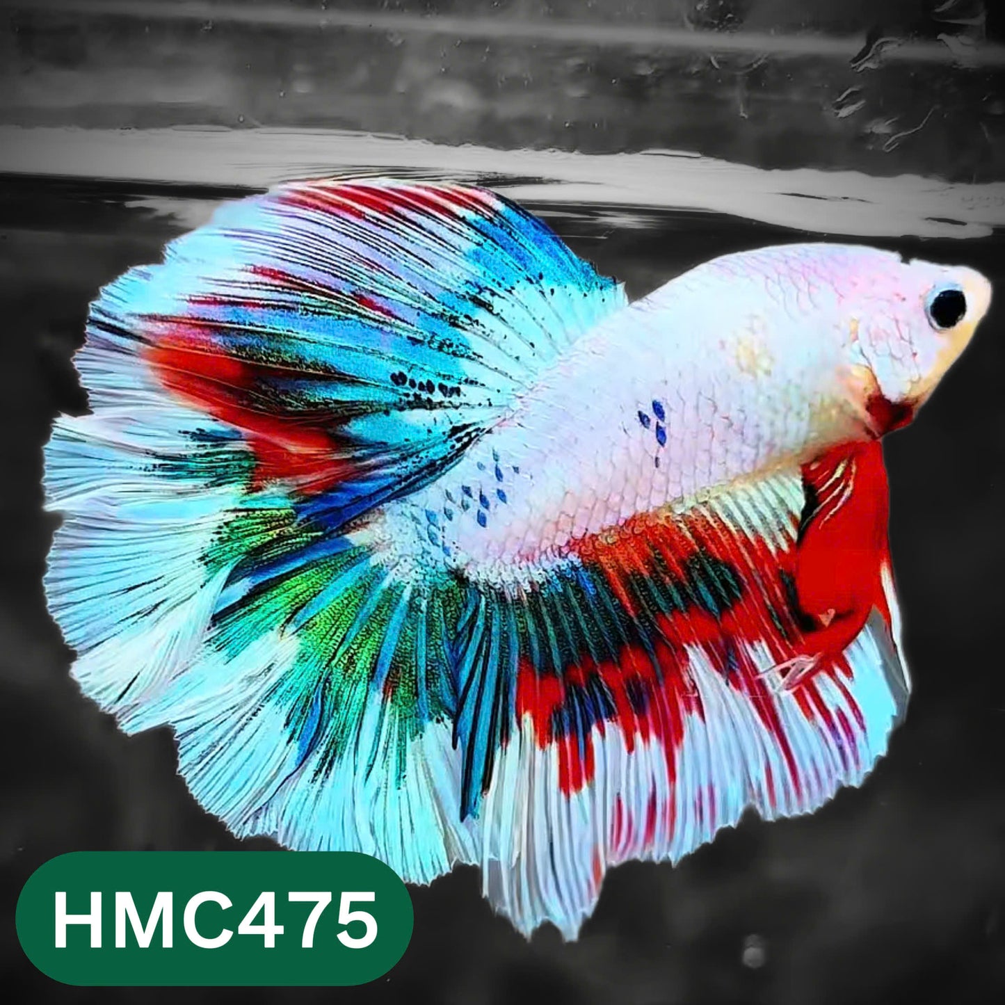 Multicolor Halfmoon Male Betta Fish | High Grade | Order Directly From Farm |  You Pick Fish |
