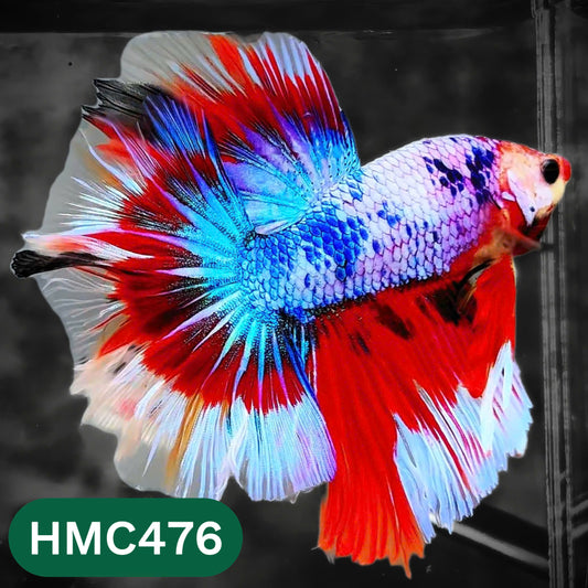 Multicolor Halfmoon Male Betta Fish | High Grade | Order Directly From Farm |  You Pick Fish |