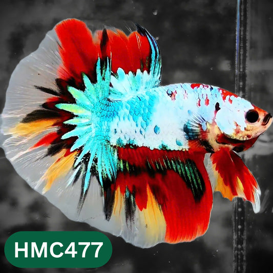 Multicolor Halfmoon Male Betta Fish | High Grade | Order Directly From Farm |  You Pick Fish |