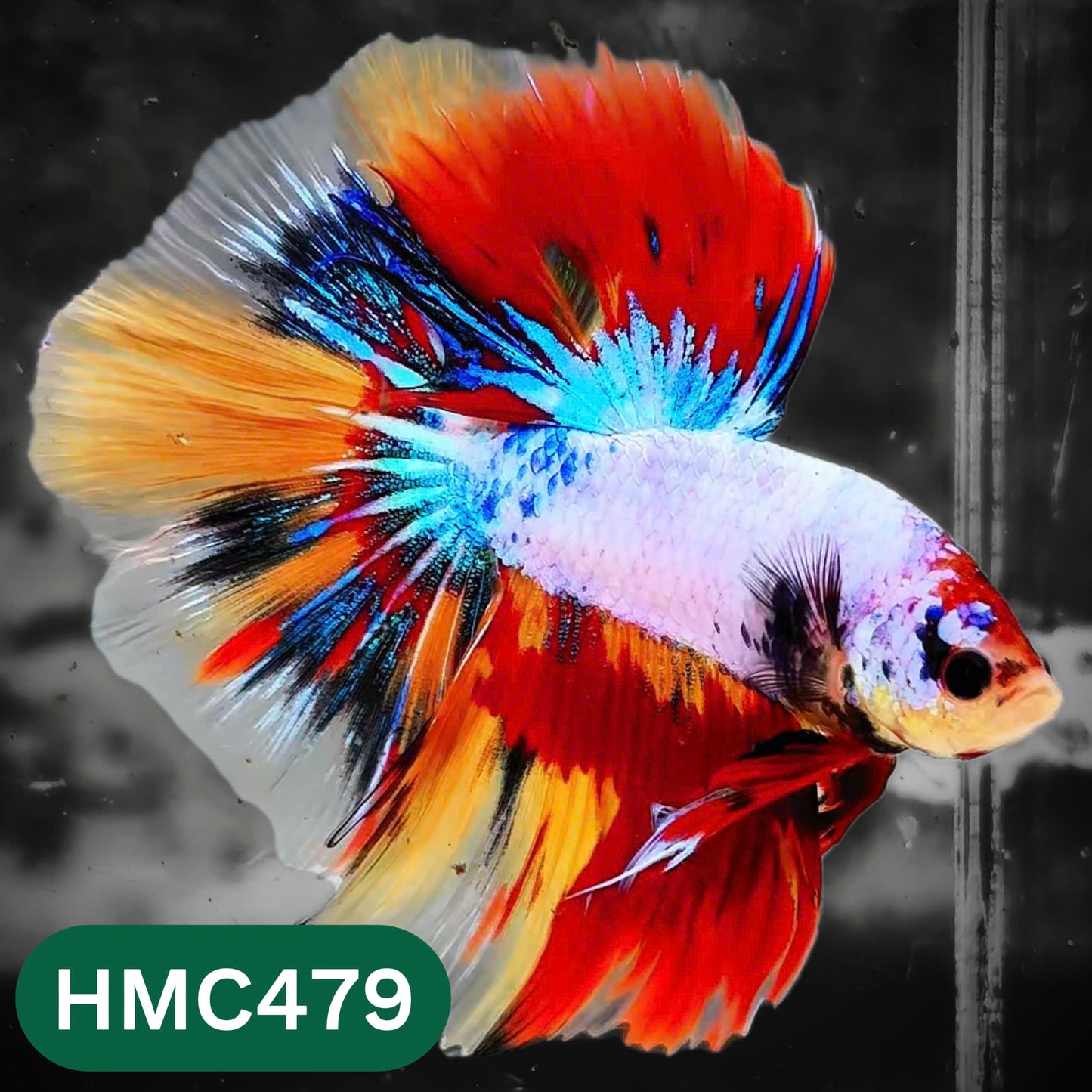 Multicolor Halfmoon Male Betta Fish | High Grade | Order Directly From Farm |  You Pick Fish |