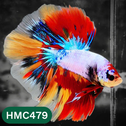 Multicolor Halfmoon Male Betta Fish | High Grade | Order Directly From Farm |  You Pick Fish |