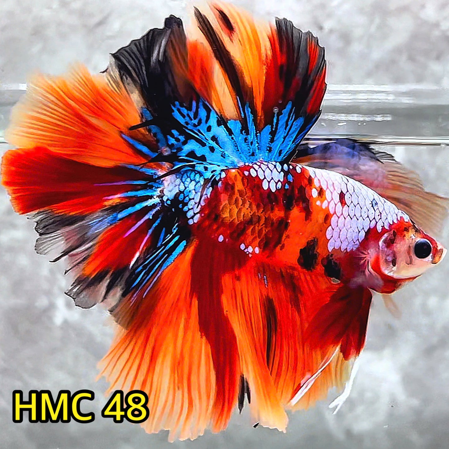 Multicolor Halfmoon Male Betta Fish | High Grade | Order Directly From Farm|  You Pick Fish |