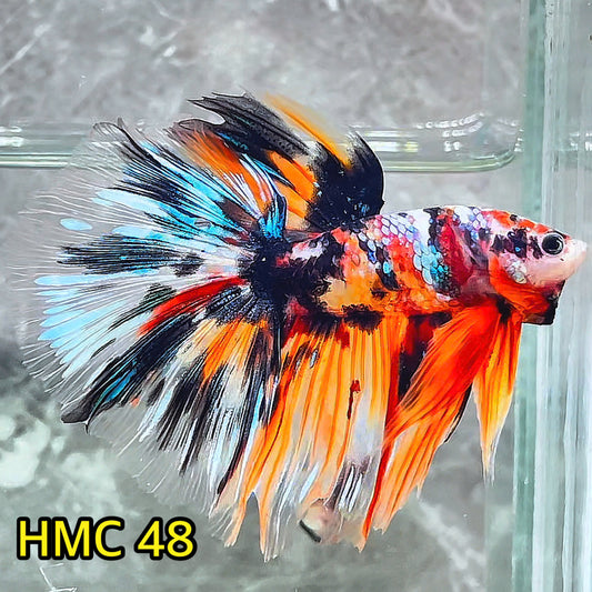 Multicolor Halfmoon Male Betta Fish | High Grade | Order Directly From Farm|  You Pick Fish |