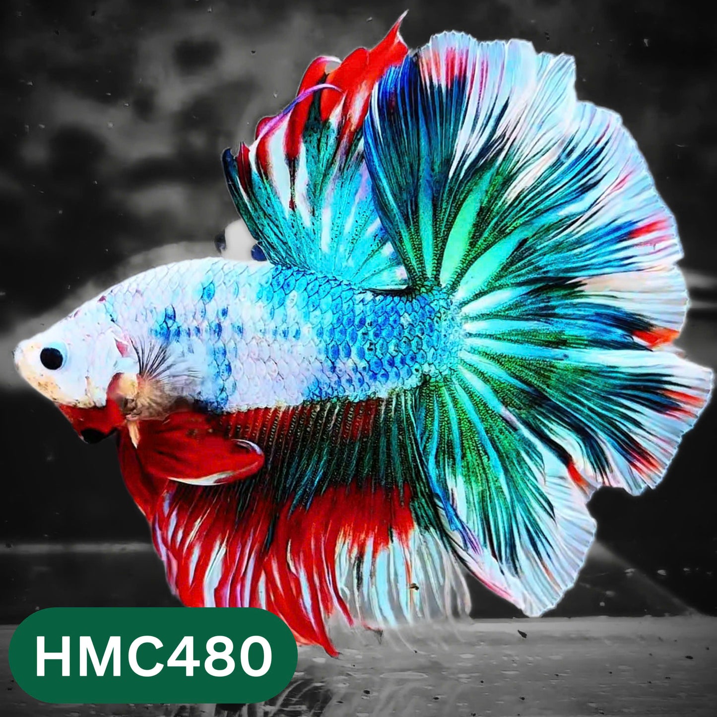 Multicolor Halfmoon Male Betta Fish | High Grade | Order Directly From Farm |  You Pick Fish |