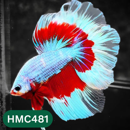 Multicolor Halfmoon Male Betta Fish | High Grade | Order Directly From Farm |  You Pick Fish |