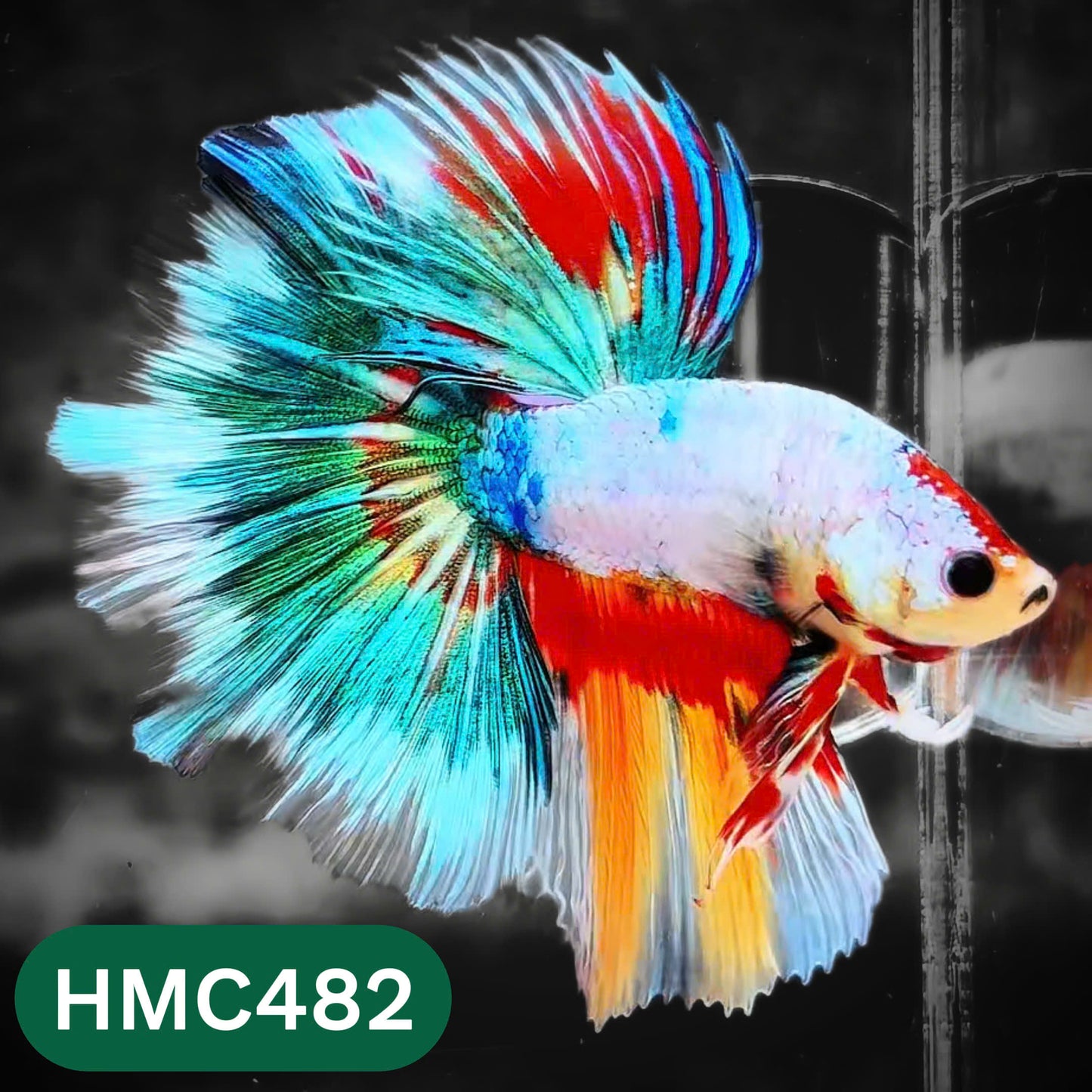 Multicolor Halfmoon Male Betta Fish | High Grade | Order Directly From Farm |  You Pick Fish |