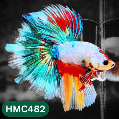 Multicolor Halfmoon Male Betta Fish | High Grade | Order Directly From Farm |  You Pick Fish |
