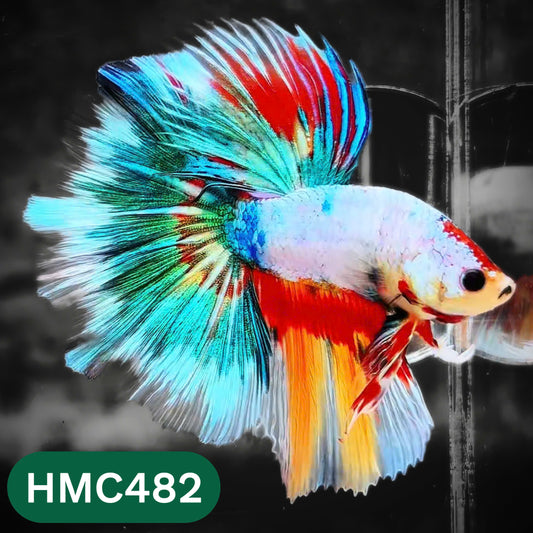 Multicolor Halfmoon Male Betta Fish | High Grade | Order Directly From Farm |  You Pick Fish |