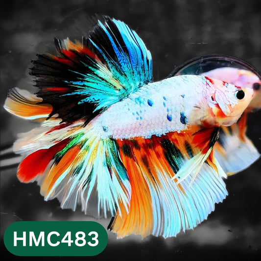 Multicolor Halfmoon Male Betta Fish | High Grade | Order Directly From Farm |  You Pick Fish |