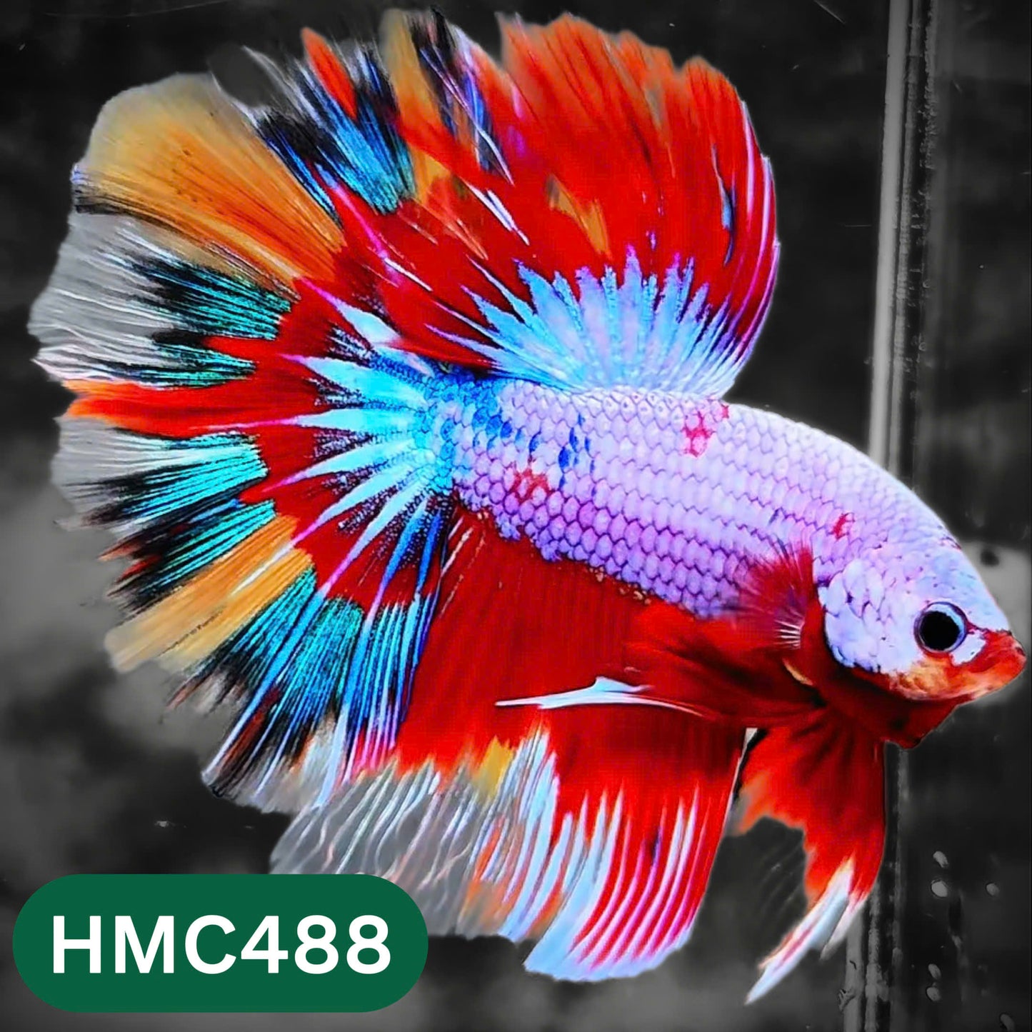 Multicolor Halfmoon Male Betta Fish | High Grade | Order Directly From Farm |  You Pick Fish |