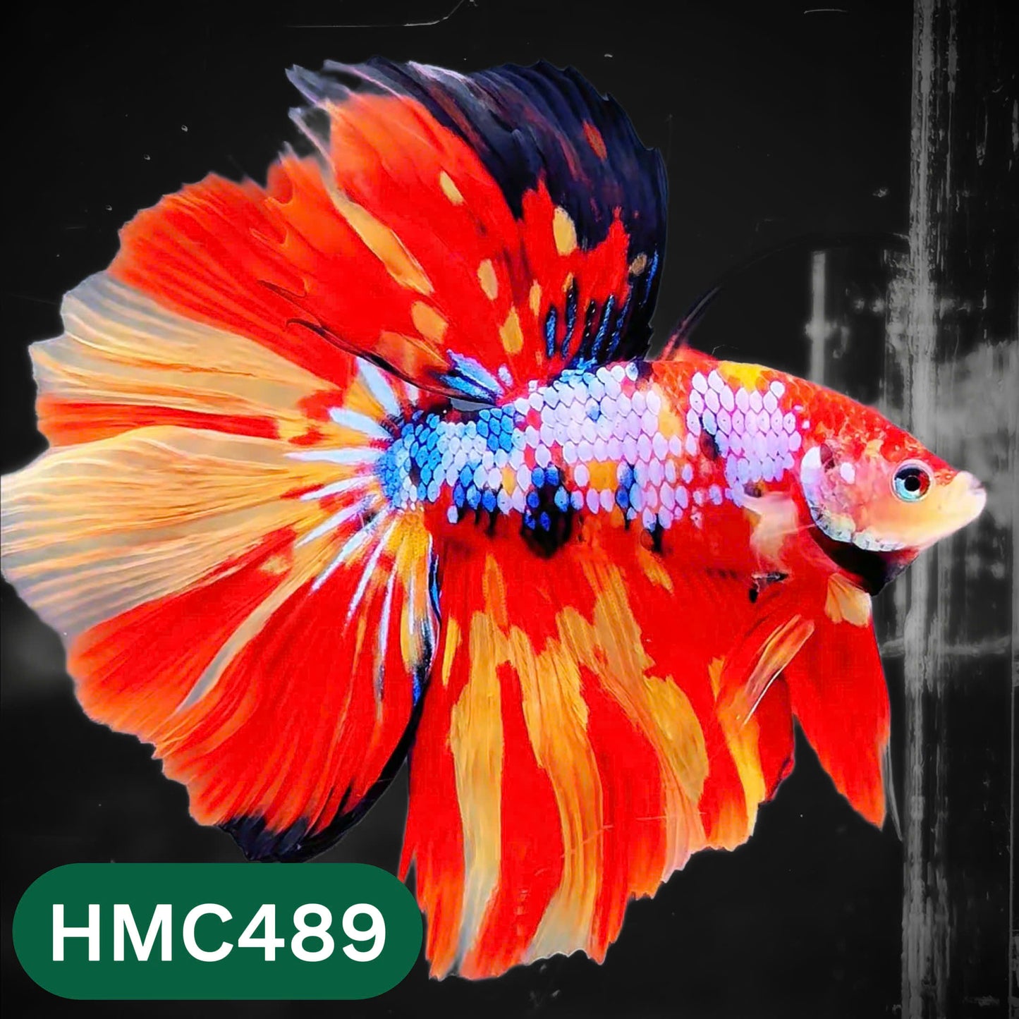 Multicolor Halfmoon Male Betta Fish | High Grade | Order Directly From Farm |  You Pick Fish |
