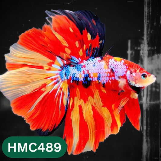 Multicolor Halfmoon Male Betta Fish | High Grade | Order Directly From Farm |  You Pick Fish |