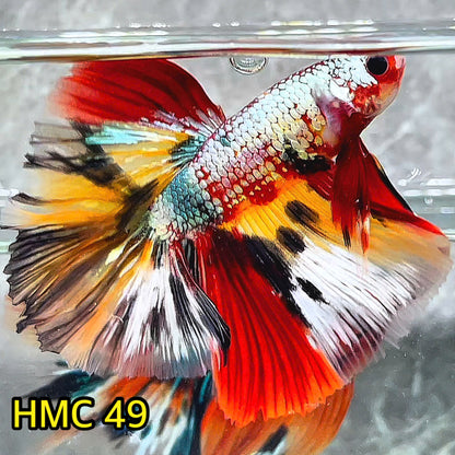 Multicolor Halfmoon Male Betta Fish | High Grade | Order Directly From Farm|  You Pick Fish |