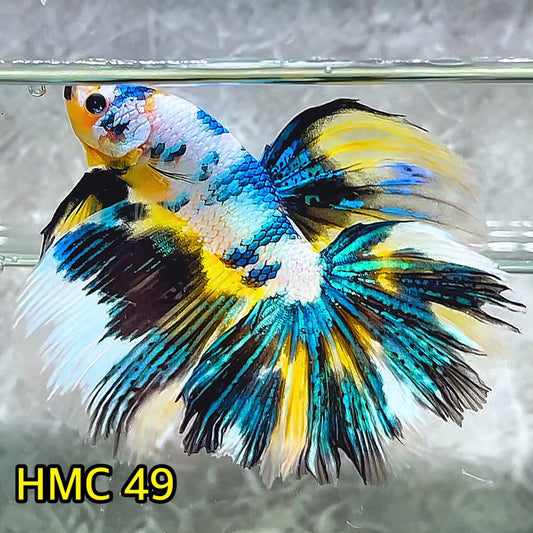 Multicolor Halfmoon Male Betta Fish | High Grade | Order Directly From Farm|  You Pick Fish |