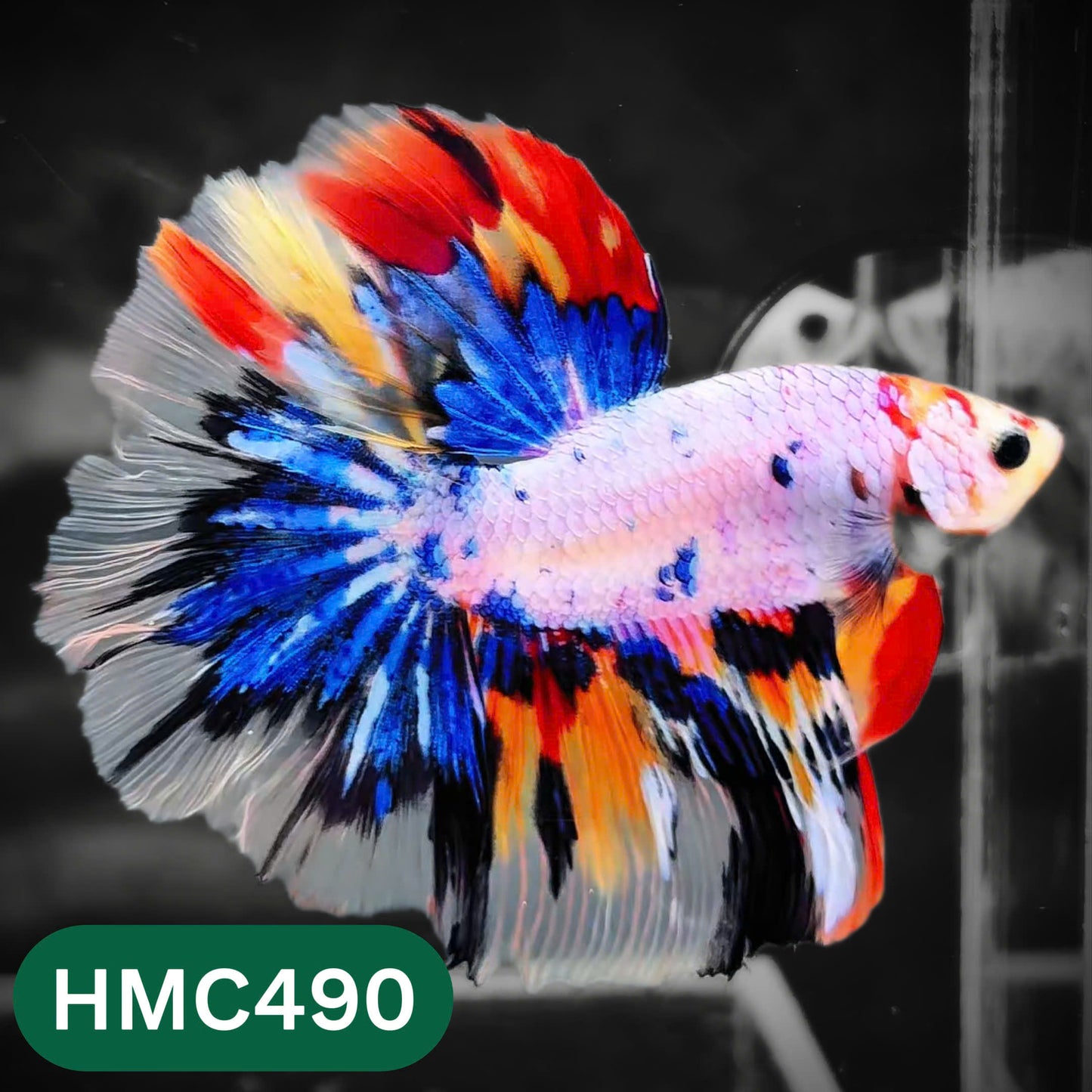 Multicolor Halfmoon Male Betta Fish | High Grade | Order Directly From Farm |  You Pick Fish |