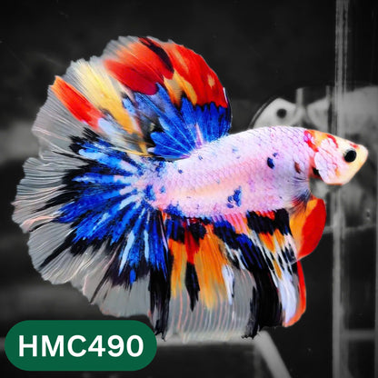 Multicolor Halfmoon Male Betta Fish | High Grade | Order Directly From Farm |  You Pick Fish |