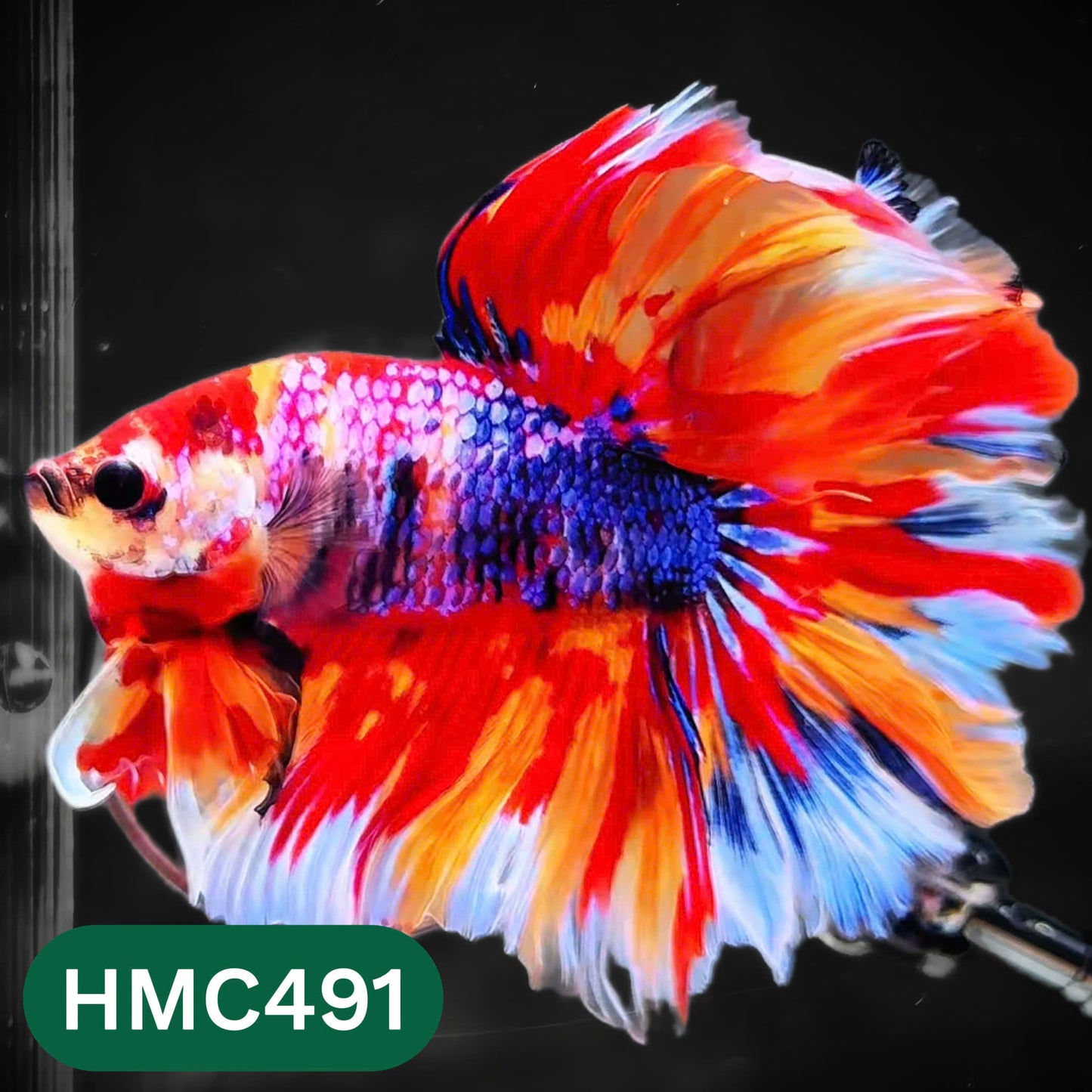 Multicolor Halfmoon Male Betta Fish | High Grade | Order Directly From Farm |  You Pick Fish |