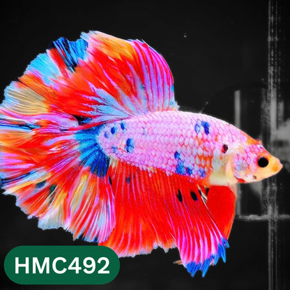 Multicolor Halfmoon Male Betta Fish | High Grade | Order Directly From Farm |  You Pick Fish |