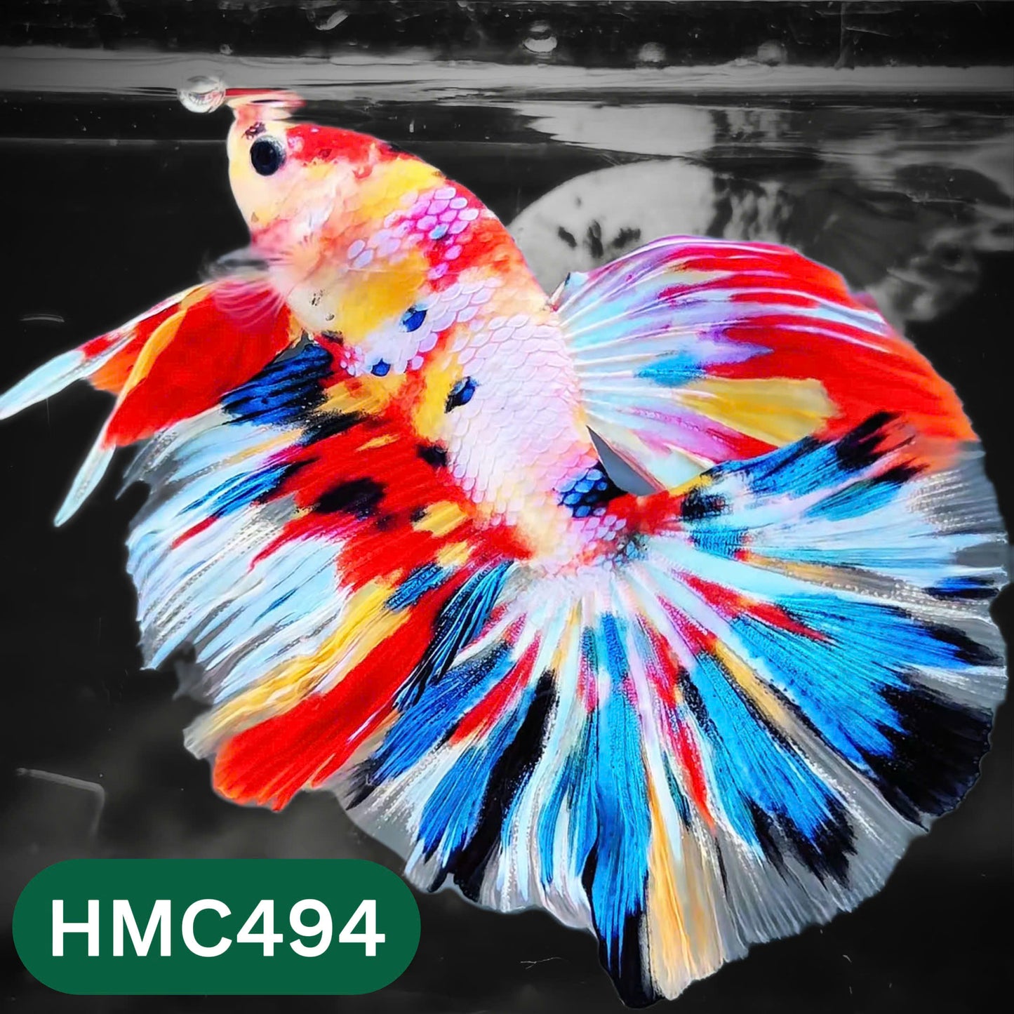 Multicolor Halfmoon Male Betta Fish | High Grade | Order Directly From Farm |  You Pick Fish |