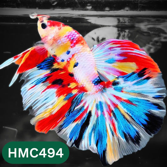Multicolor Halfmoon Male Betta Fish | High Grade | Order Directly From Farm |  You Pick Fish |