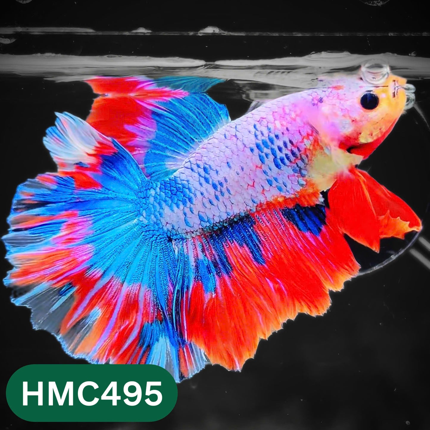 Multicolor Halfmoon Male Betta Fish | High Grade | Order Directly From Farm |  You Pick Fish |