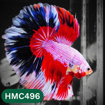 Multicolor Halfmoon Male Betta Fish | High Grade | Order Directly From Farm |  You Pick Fish |