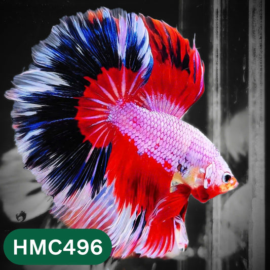 Multicolor Halfmoon Male Betta Fish | High Grade | Order Directly From Farm |  You Pick Fish |