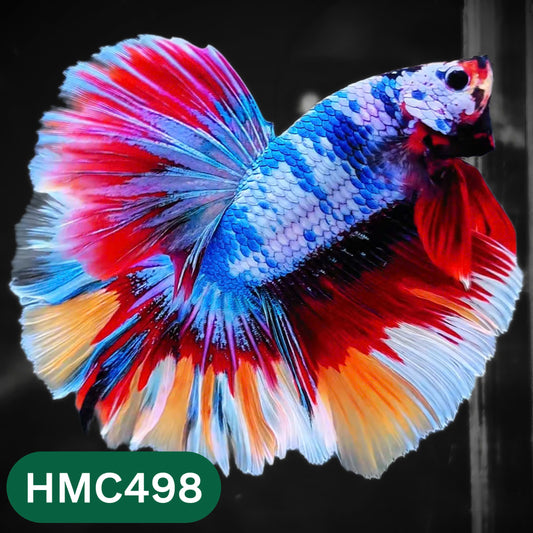 Multicolor Halfmoon Male Betta Fish | High Grade | Order Directly From Farm |  You Pick Fish |