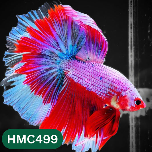 Multicolor Halfmoon Male Betta Fish | High Grade | Order Directly From Farm |  You Pick Fish |