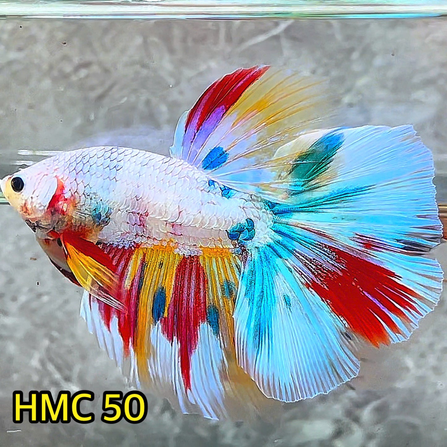 Multicolor Halfmoon Male Betta Fish | High Grade | Order Directly From Farm|  You Pick Fish |