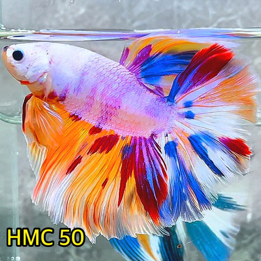 Multicolor Halfmoon Male Betta Fish | High Grade | Order Directly From Farm|  You Pick Fish |