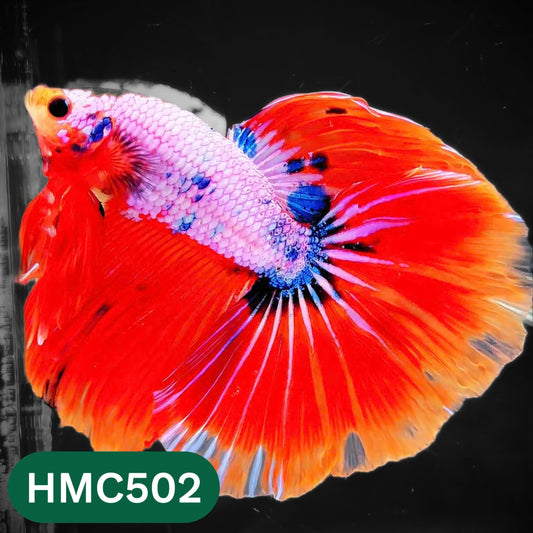 Nemo Halfmoon Male Betta Fish | Order Directly From Farm | You Pick Fish