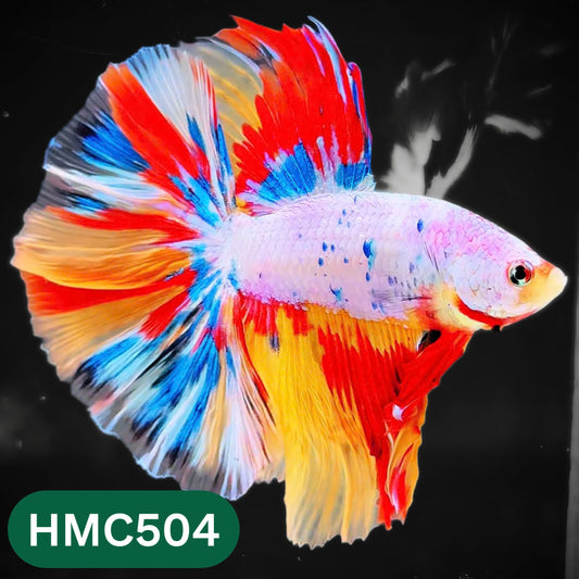 Nemo Halfmoon Male Betta Fish | Order Directly From Farm | You Pick Fish