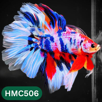 Nemo Halfmoon Male Betta Fish | Order Directly From Farm | You Pick Fish