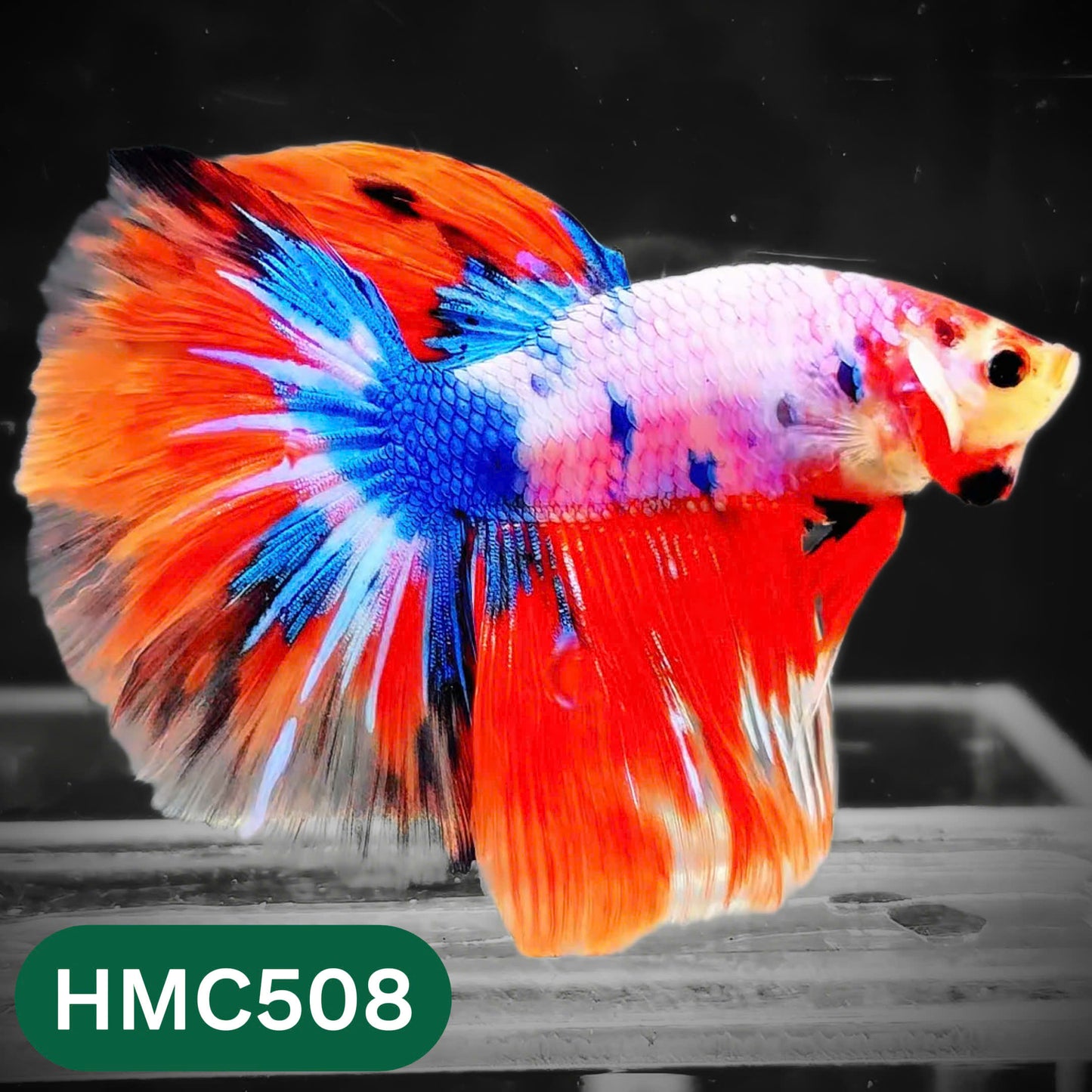 Nemo Halfmoon Male Betta Fish | Order Directly From Farm | You Pick Fish