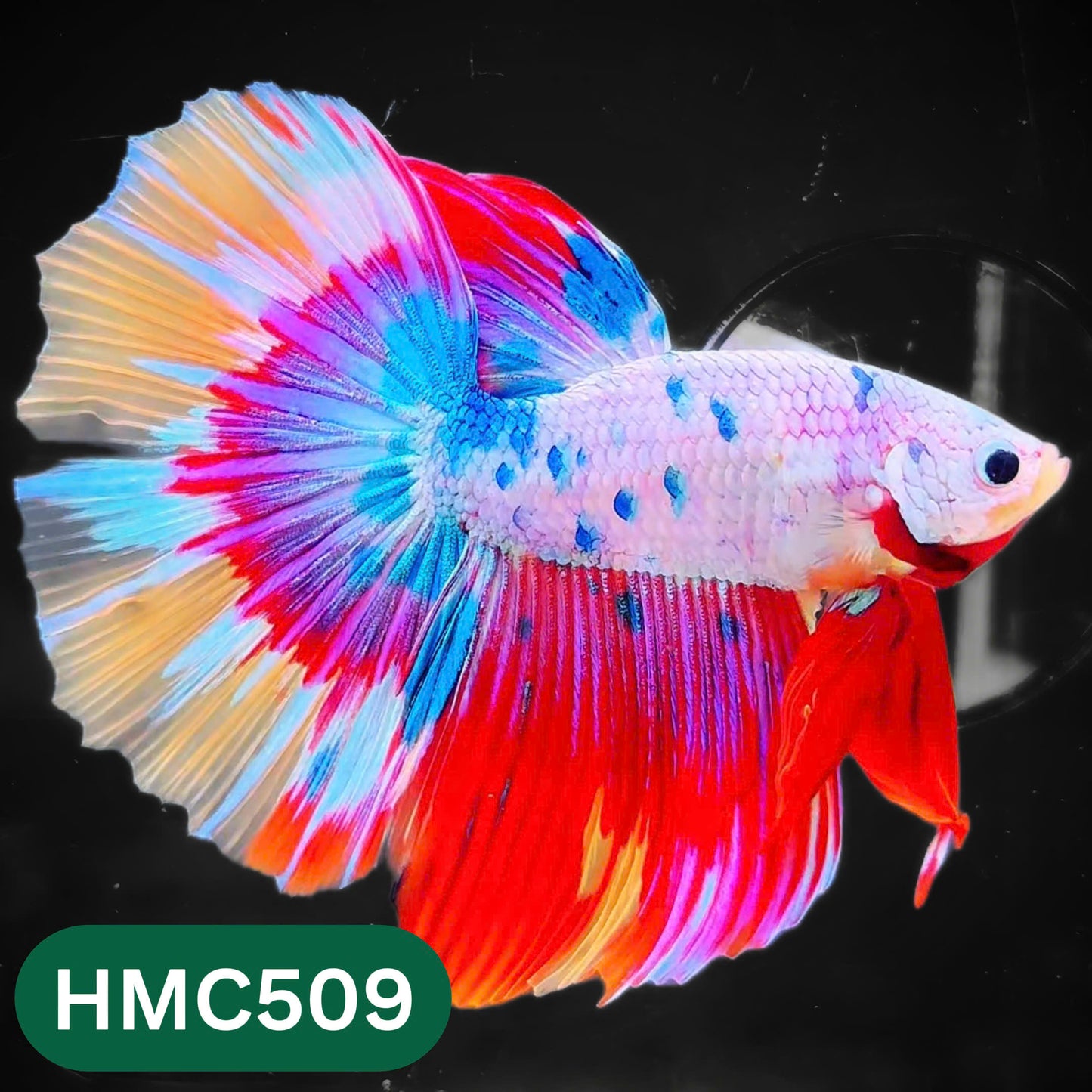 Nemo Halfmoon Male Betta Fish | Order Directly From Farm | You Pick Fish