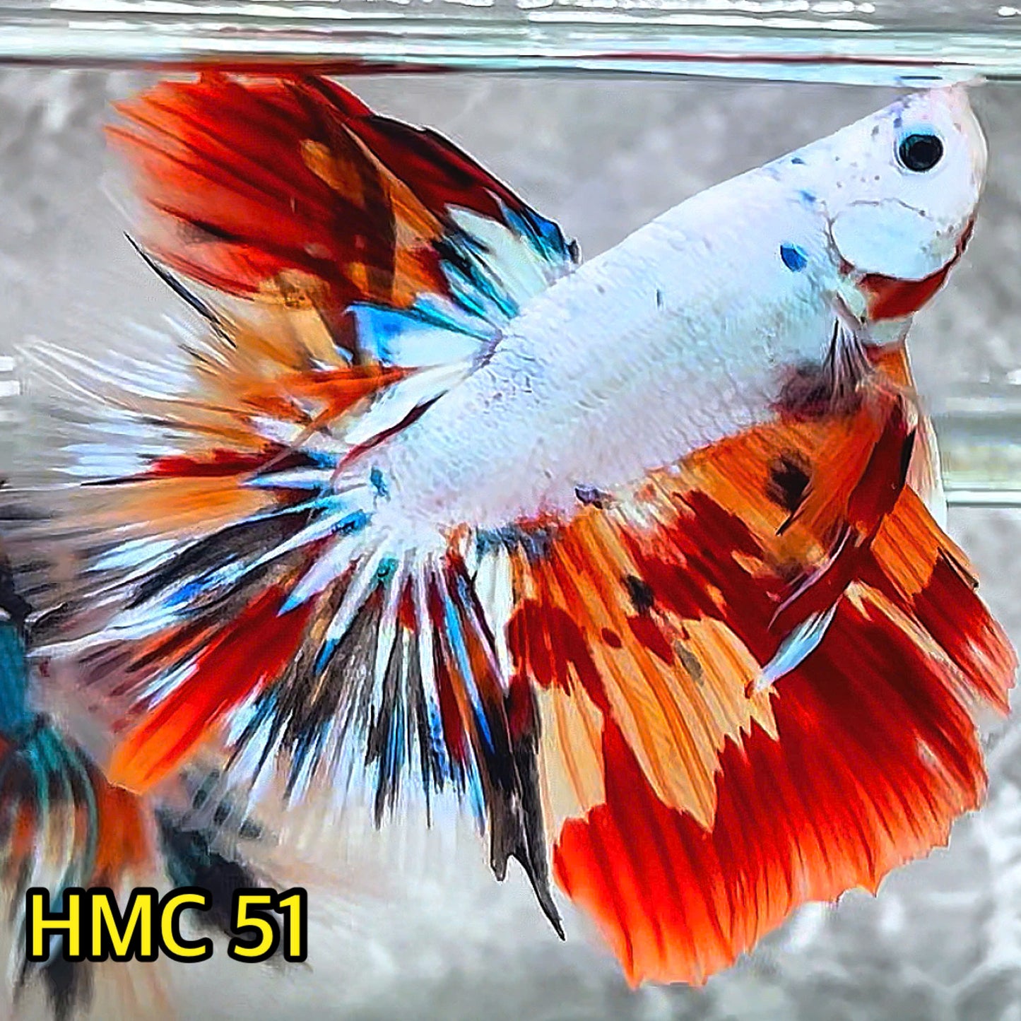 Multicolor Halfmoon Male Betta Fish | High Grade | Order Directly From Farm |  You Pick Fish |