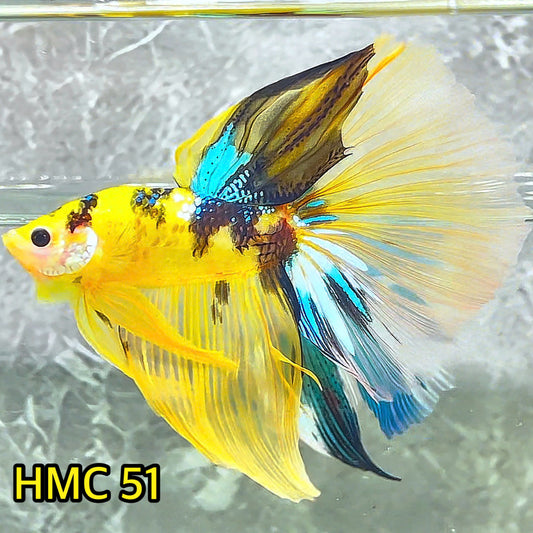 Multicolor Halfmoon Male Betta Fish | High Grade | Order Directly From Farm|  You Pick Fish |