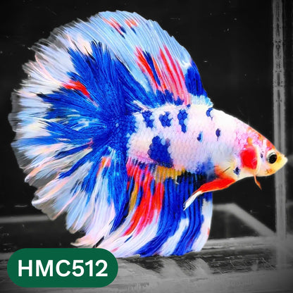 Nemo Halfmoon Male Betta Fish | Order Directly From Farm | You Pick Fish