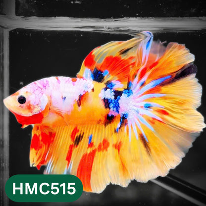 Nemo Halfmoon Male Betta Fish | Order Directly From Farm | You Pick Fish