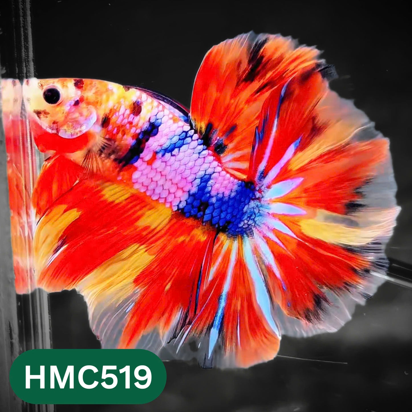Nemo Halfmoon Male Betta Fish | Order Directly From Farm | You Pick Fish