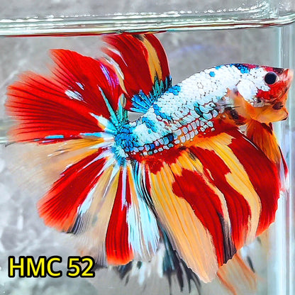 Multicolor Halfmoon Male Betta Fish | High Grade | Order Directly From Farm|  You Pick Fish |