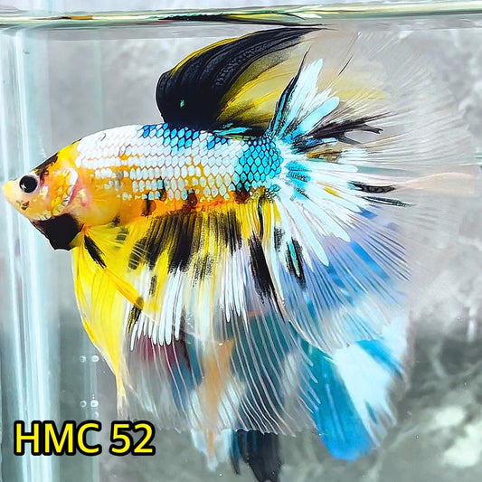 Multicolor Halfmoon Male Betta Fish | High Grade | Order Directly From Farm |  You Pick Fish |