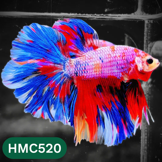 Nemo Halfmoon Male Betta Fish | Order Directly From Farm | You Pick Fish