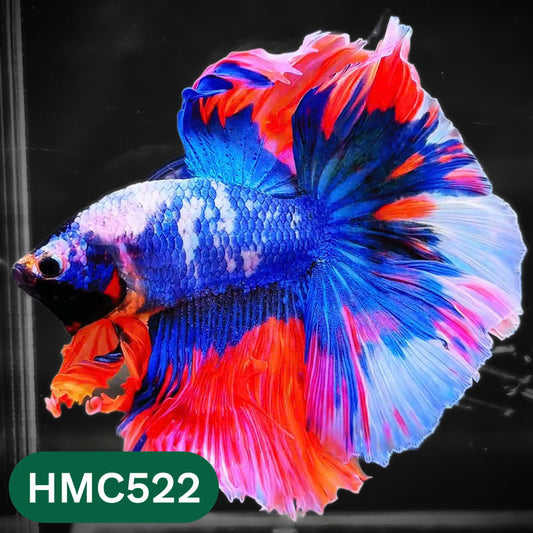 Nemo Halfmoon Male Betta Fish | Order Directly From Farm | You Pick Fish