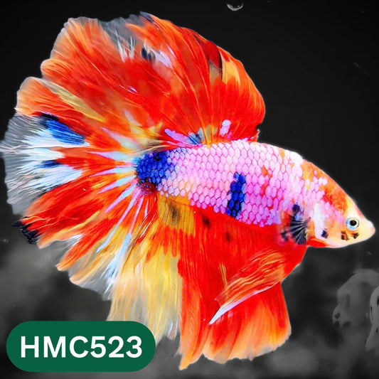 Nemo Halfmoon Male Betta Fish | Order Directly From Farm | You Pick Fish