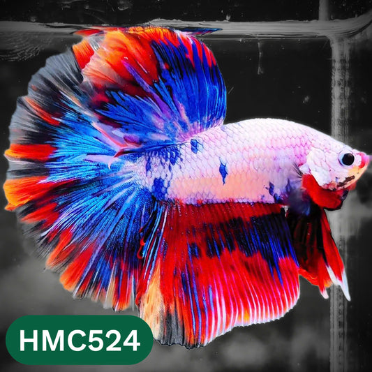 Nemo Halfmoon Male Betta Fish | Order Directly From Farm | You Pick Fish